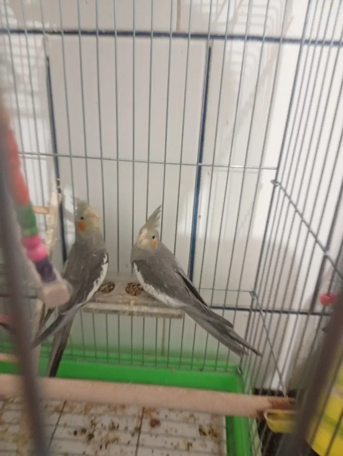 فروش عروس هلندی|پرنده|داراب, |دیوار