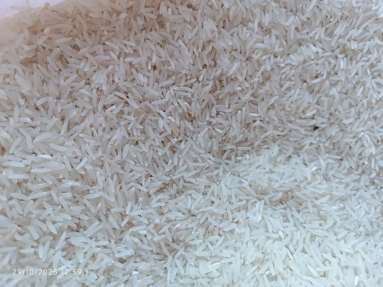 برنج  فجر سوزنی 90روزه|خوردنی و آشامیدنی|خان ببین, |دیوار