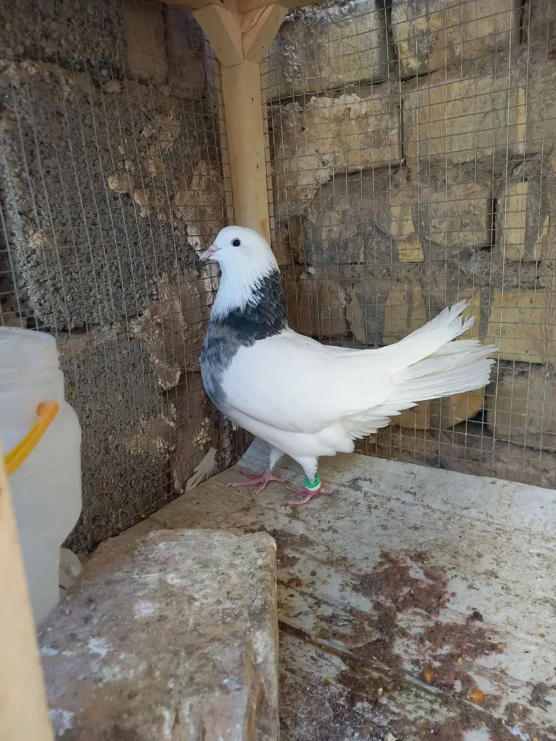 کبوتر|پرنده|خوانسار, |دیوار