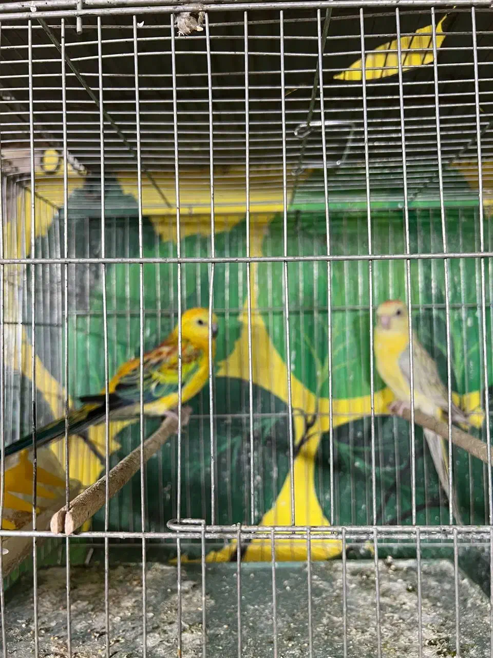 طوطی آوازه خوان|پرنده|قم, انسجام|دیوار