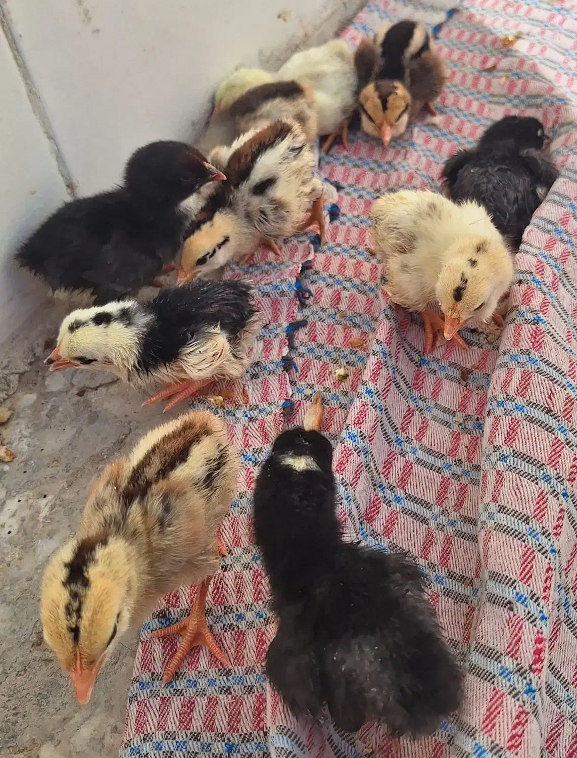 ۱۰ عددجوجه مرغ محلی|حیوانات مزرعه|خمک, |دیوار