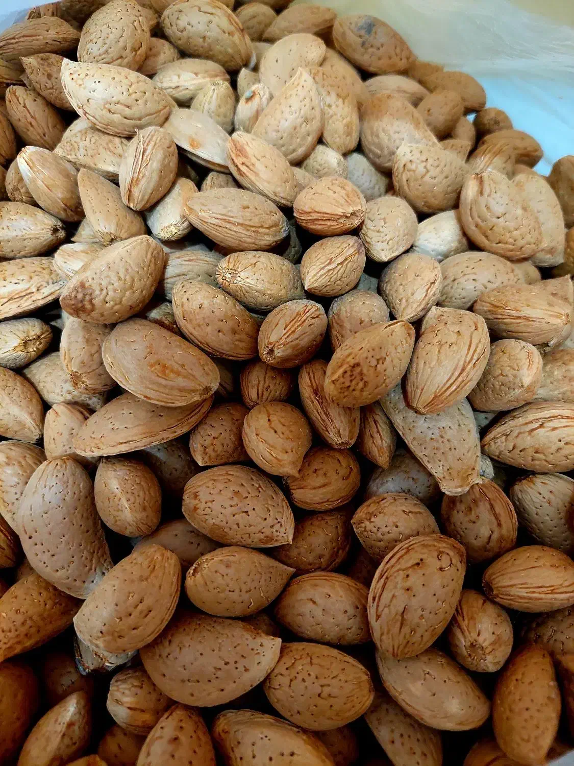 فروش بادام سنگی نو و تازه  با کیفیت و طعم عالی|خوردنی و آشامیدنی|جم, |دیوار