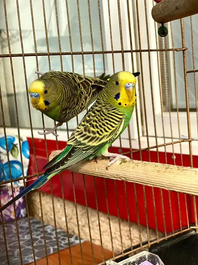 مرغ عشق|پرنده|اردبیل, |دیوار