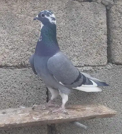 سه تا کبوتر|پرنده|آشخانه, |دیوار