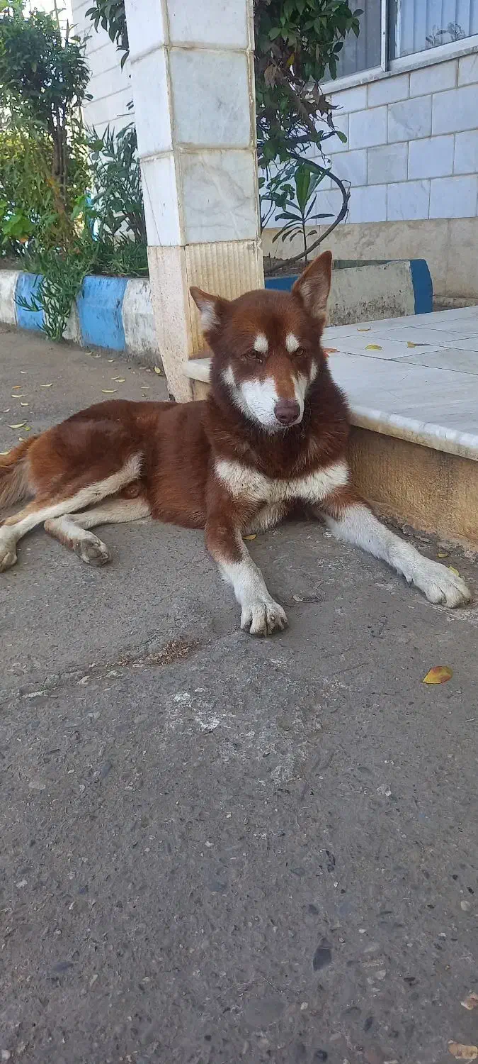 سگ هاسکی نر|سگ|رشت, خرسندی|دیوار