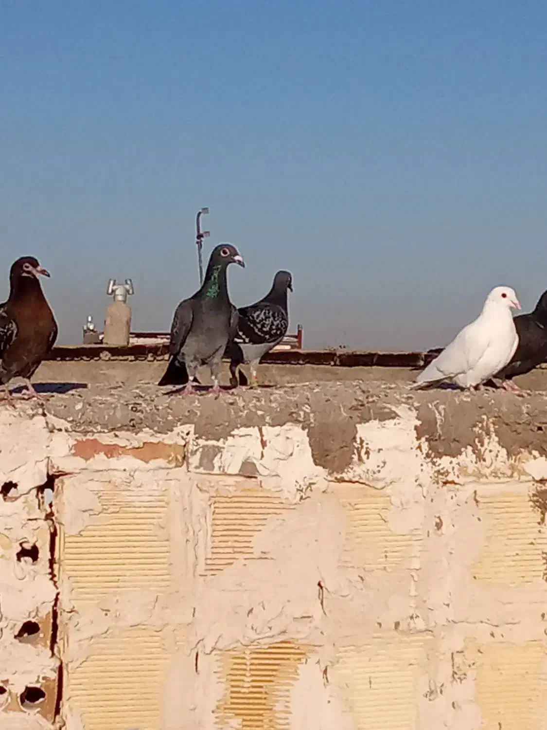 مشهد کفتر کفتر مسافت آدرس مشهد|پرنده|رضویه, |دیوار