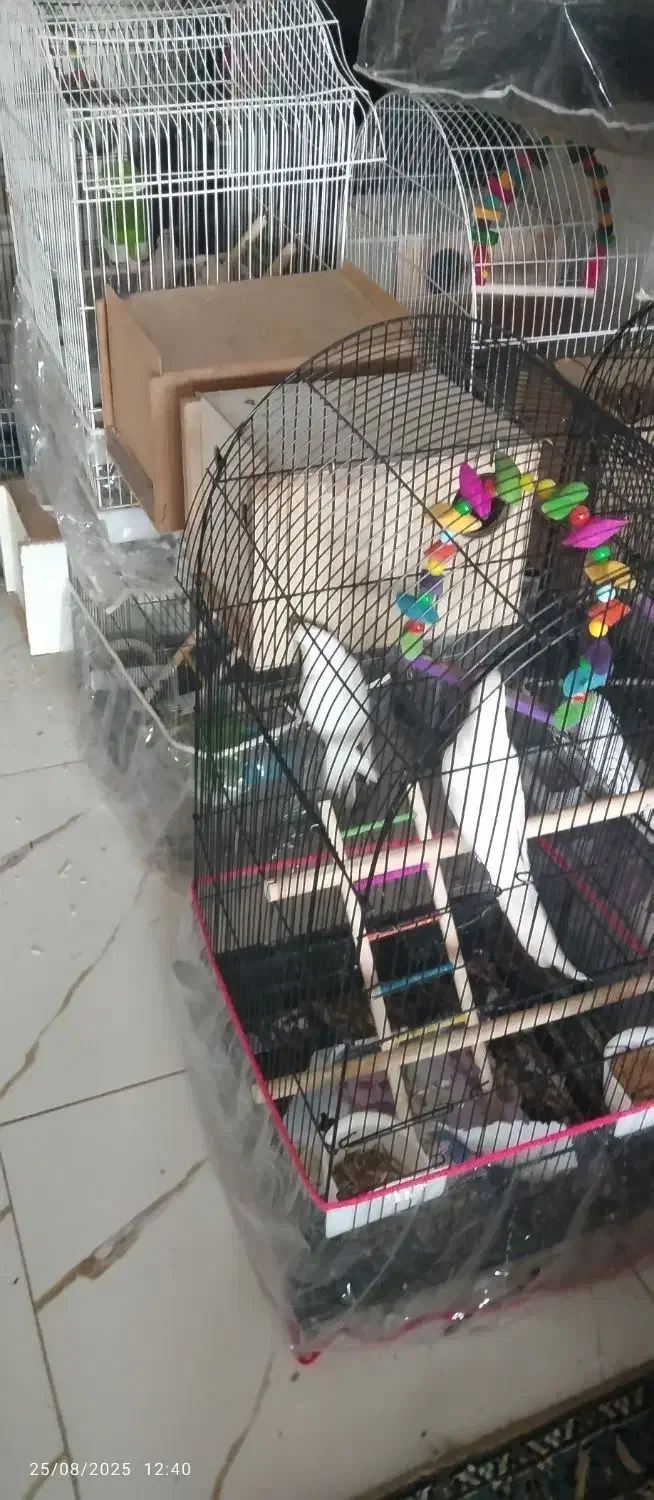 دوجفت گرینجیک چهار جفت عروس یک جفت برزیلی|پرنده|آزادشهر, |دیوار