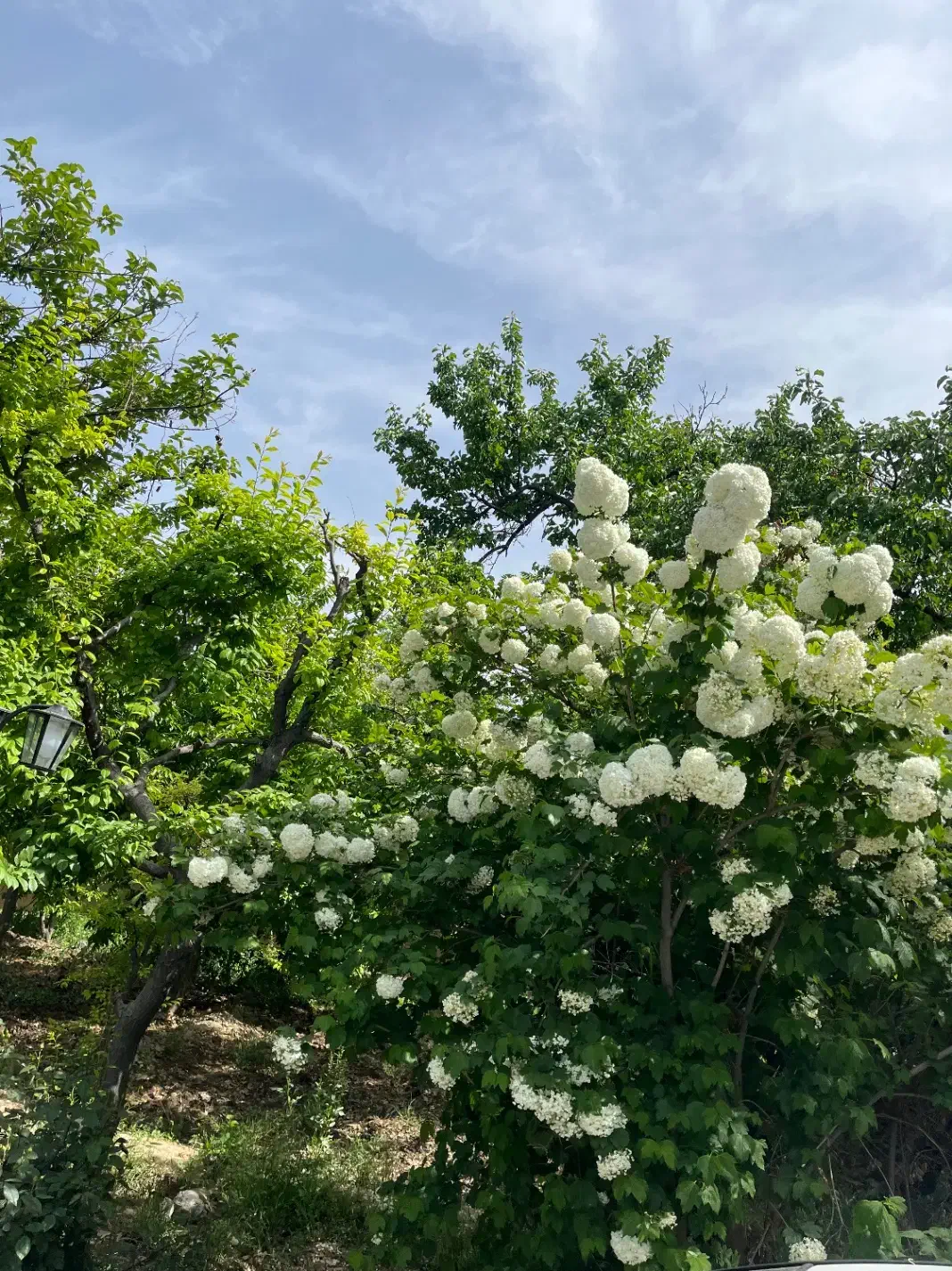 باغ ۶۰۰ هزار متری فیروز بهرام|فروش زمین و ملک کلنگی|چهاردانگه (تهران), |دیوار