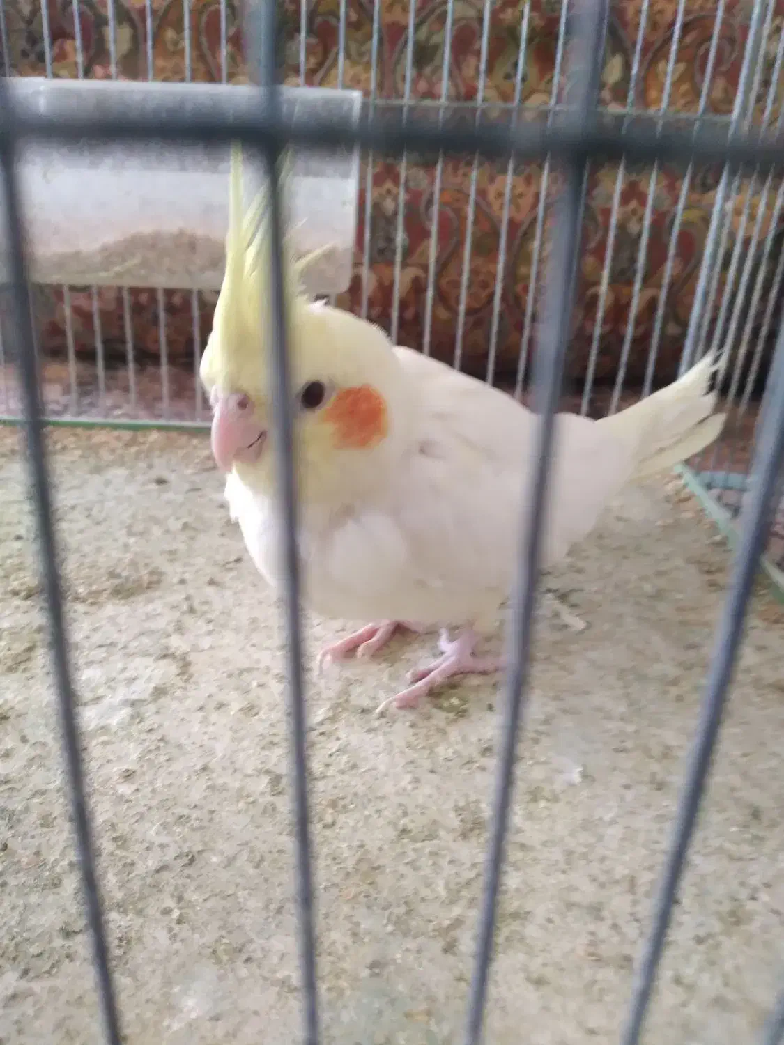 جفت عروس هلندی|پرنده|اردکان, |دیوار