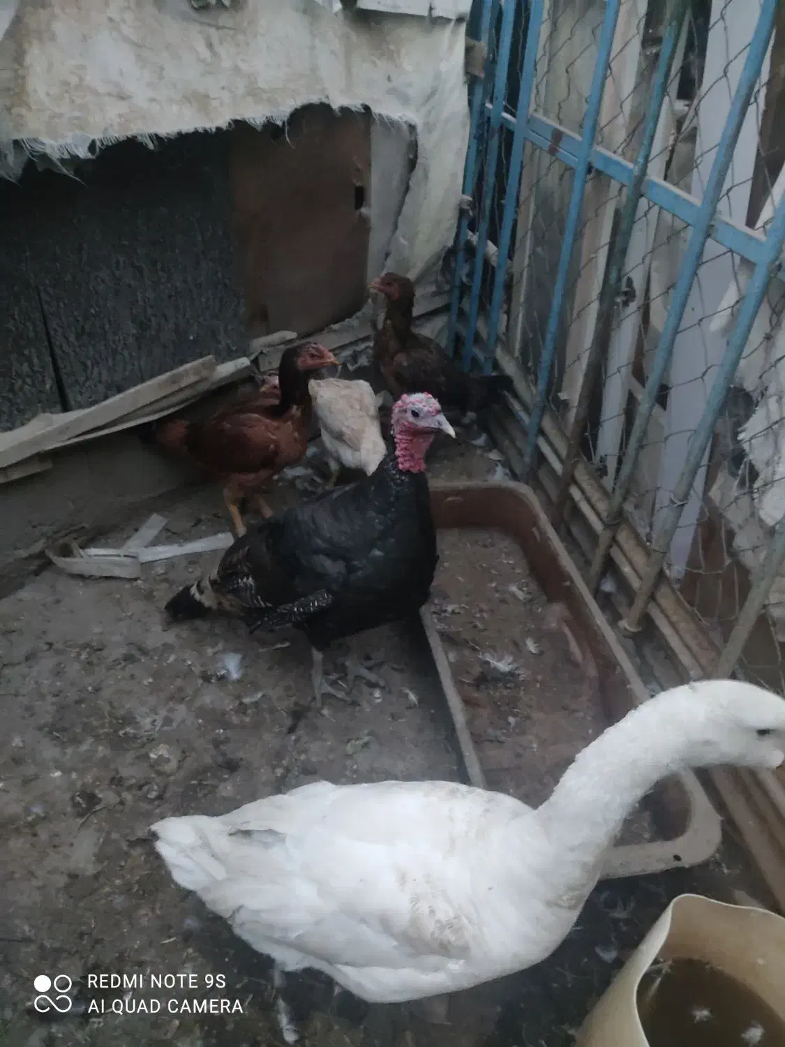 غاز .بوقلمون.مرغ|حیوانات مزرعه|چهاربرج, |دیوار