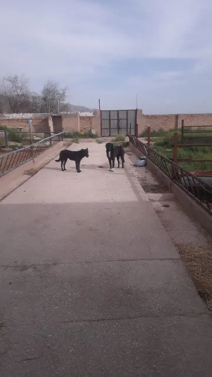 اجاره گاوداری|اجارهٔ دفتر صنعتی، کشاورزی، تجاری|مرودشت, محمد آباد|دیوار