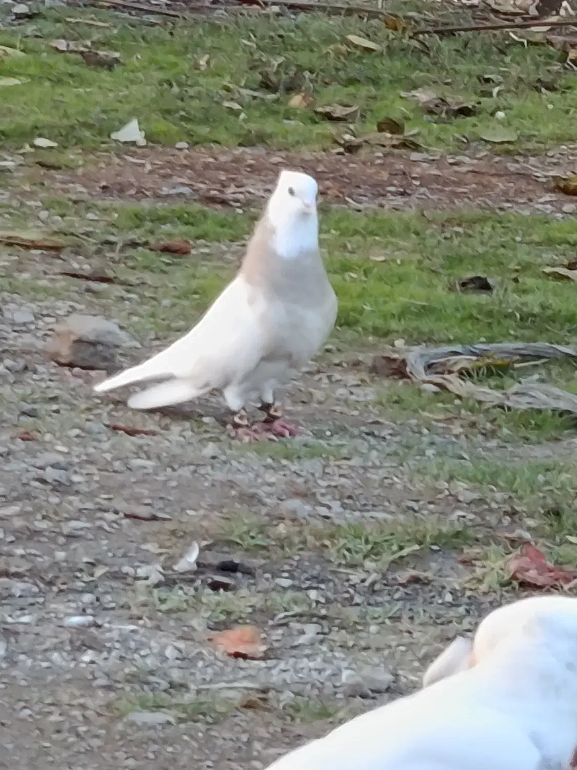 سه عدد طوقی|پرنده|بیلوار, |دیوار