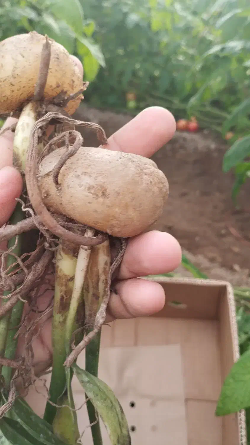 زاموفیلیا بصورت ریشه/حسن رحمانی|گل و گیاه طبیعی|قائن, |دیوار