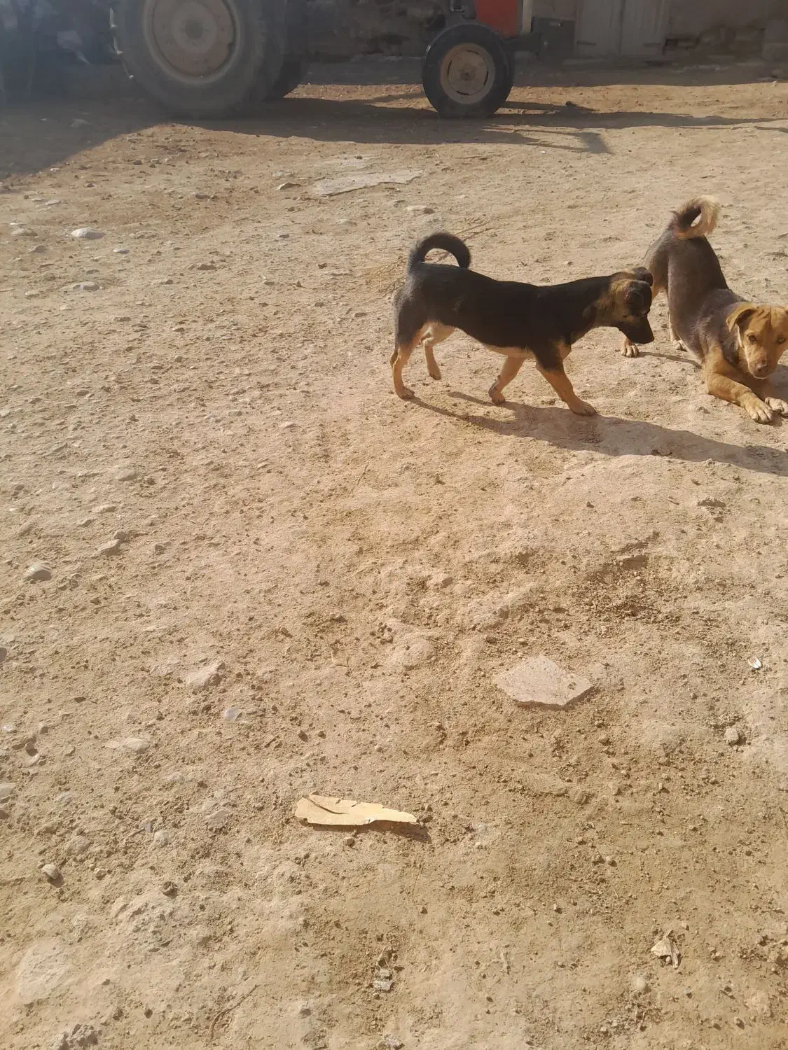 سگ پاکوتاه نر وماده|سگ|شیروان (خراسان), |دیوار