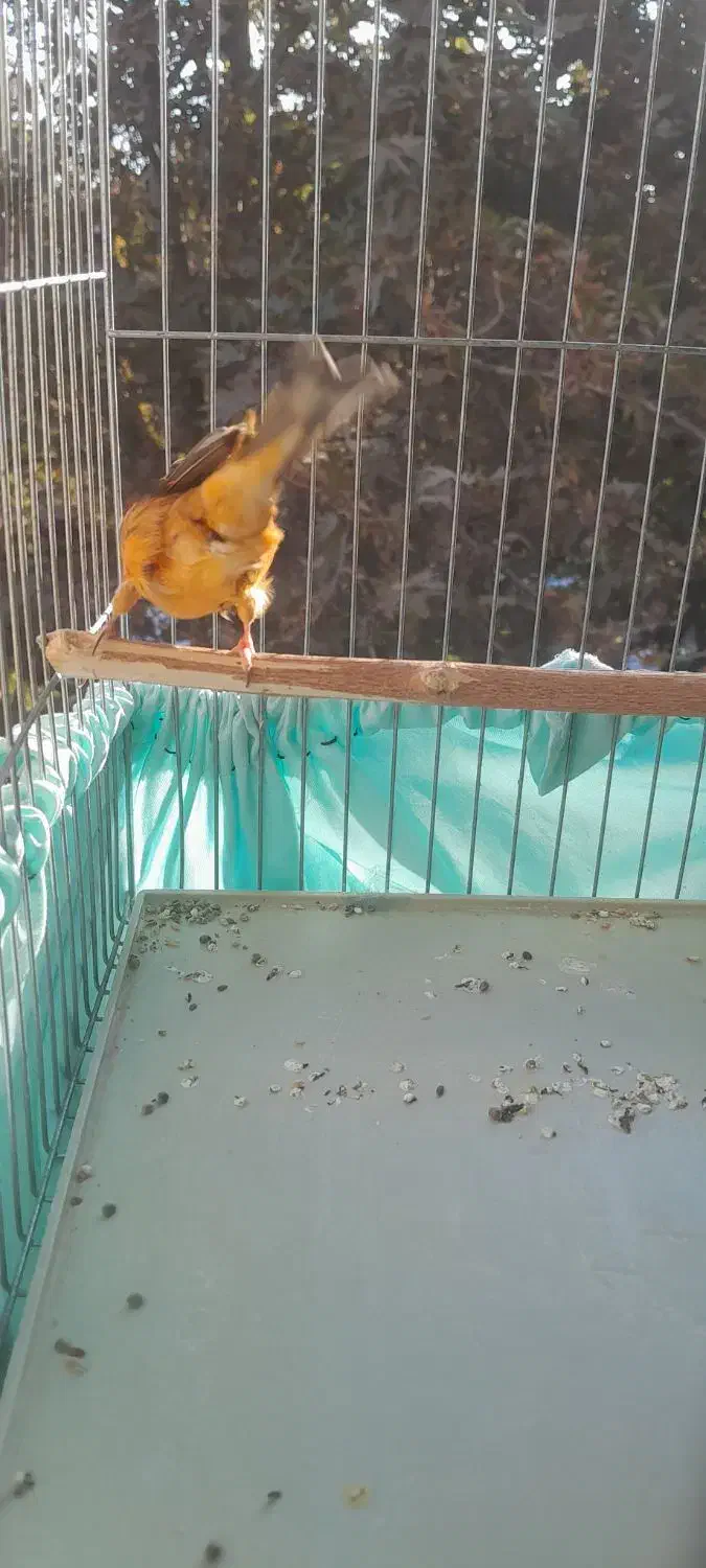 سهره قناری طوطی سرخ|پرنده|تهران, جوادیه تهرانپارس|دیوار