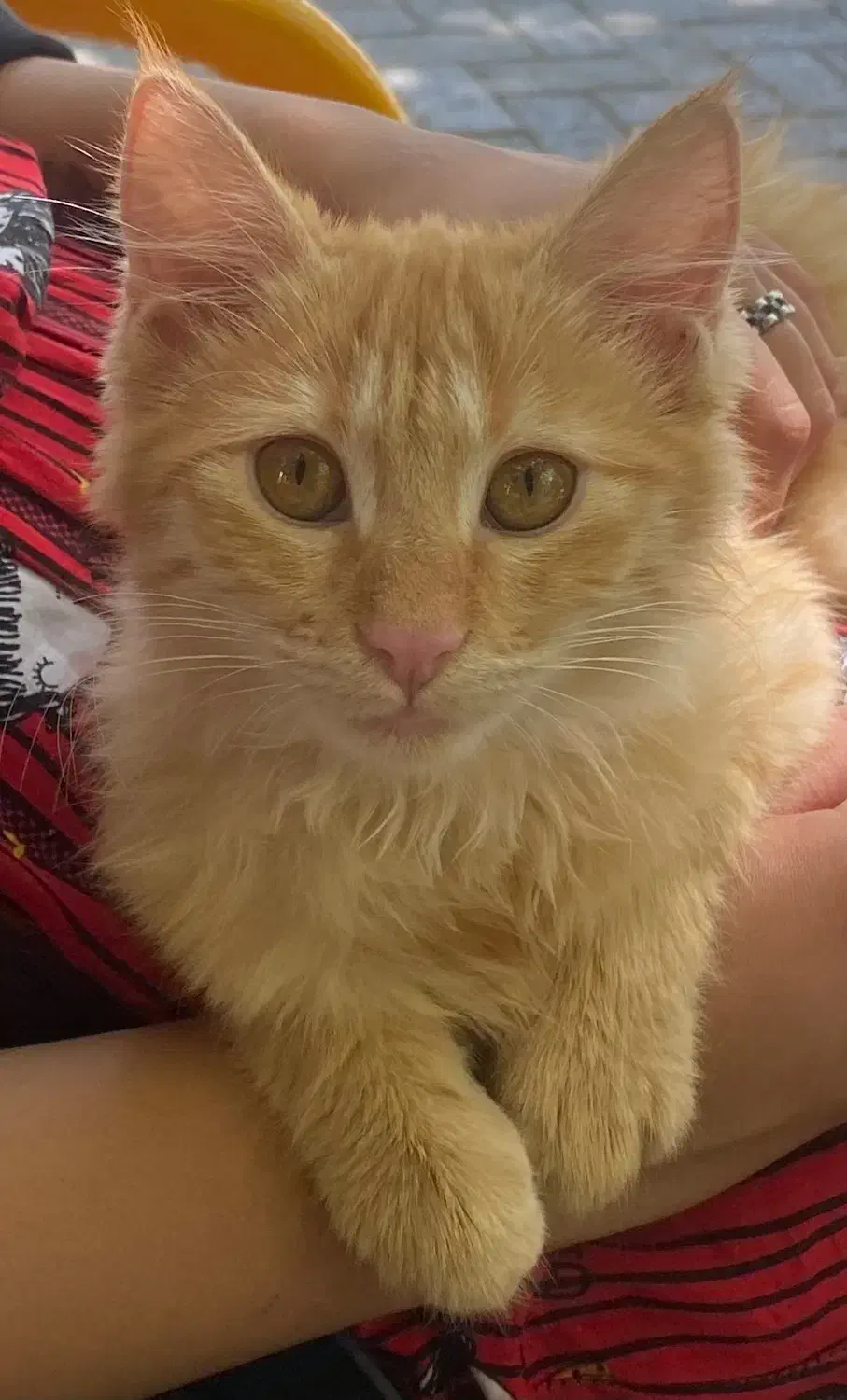 گربه جینجر خانگی بامزه، شیطون|گربه|مشهد, صداقیه|دیوار