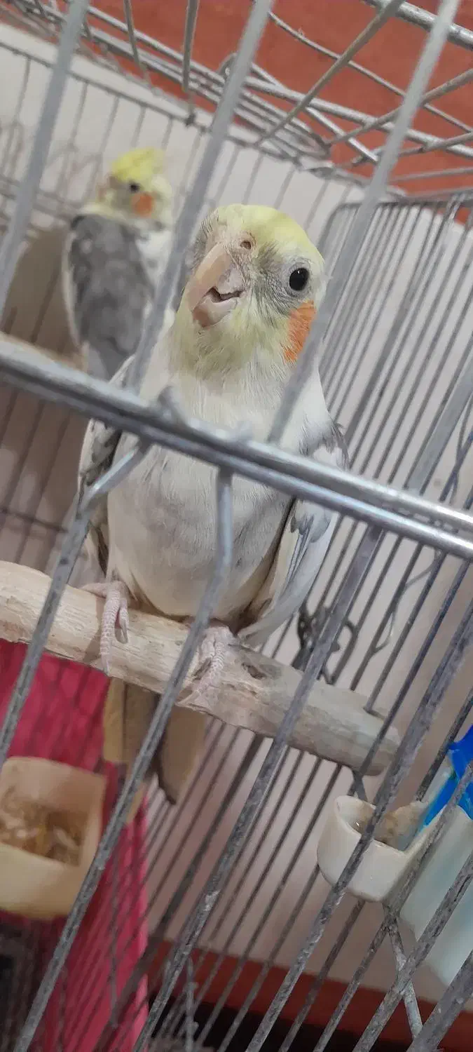 فروش عروس هلندی،دو جفت بالغ آماده تخم گذاری|پرنده|تیکمه داش, |دیوار