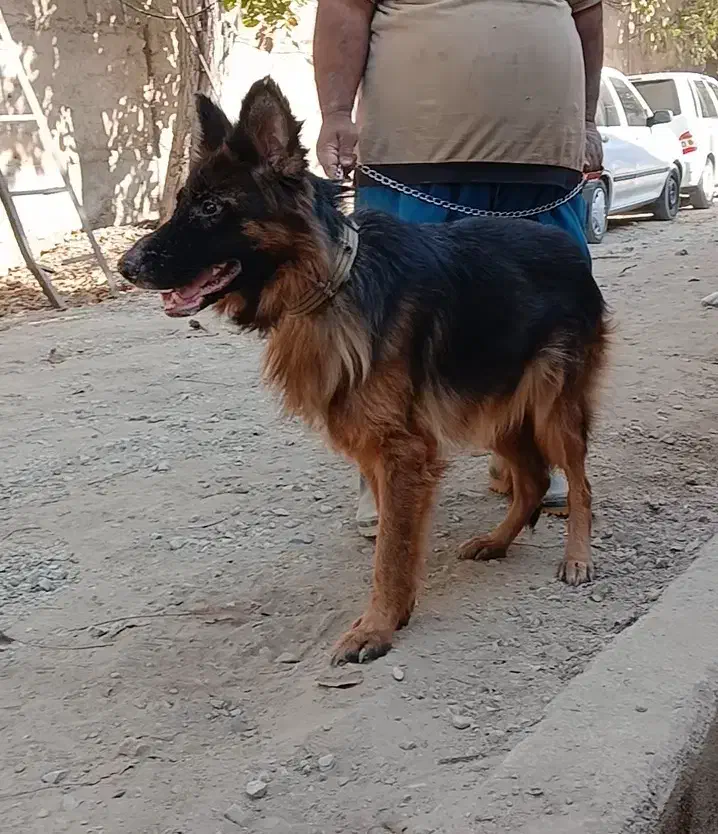 ماده ژرمن معاوضه با قناری|سگ|شهریار, کردزار|دیوار