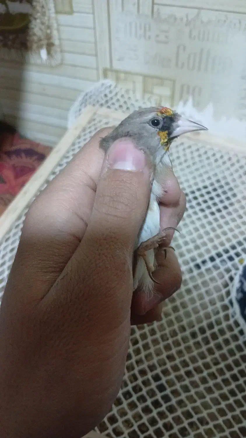 سهره کرمونی|پرنده|ری, صفاییه (چشمه علی)|دیوار