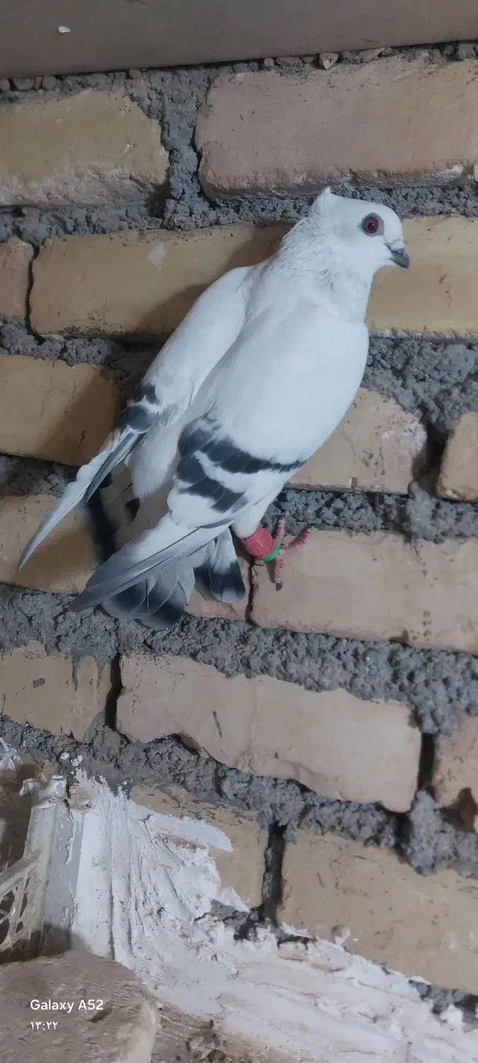 شامی عروسک نر|پرنده|شهرآباد, |دیوار