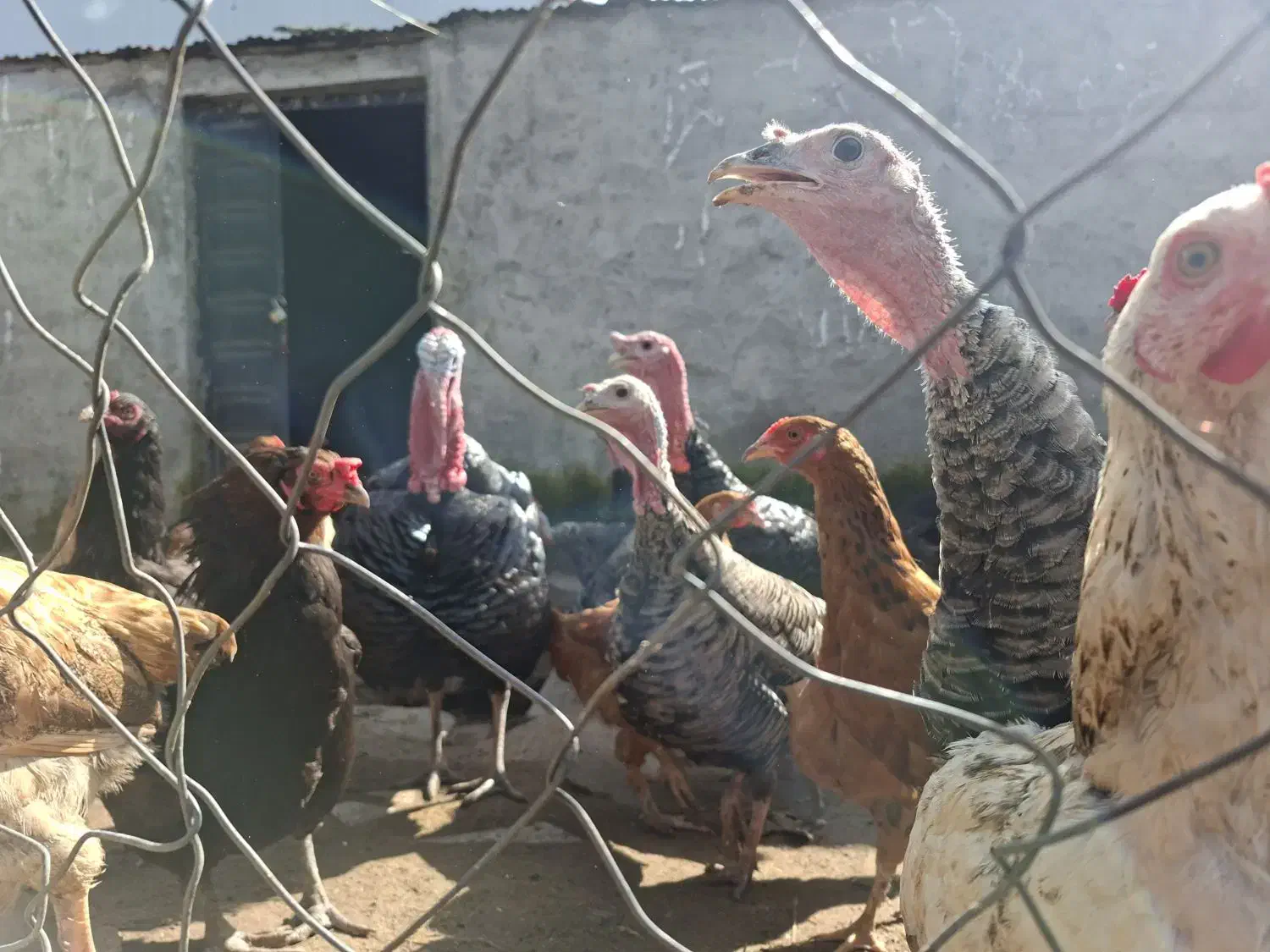 بوقلمون ماده|حیوانات مزرعه|لنگرود, |دیوار