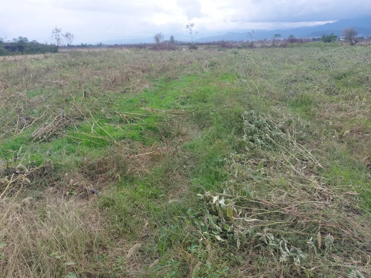 فروش زمین  ۳۱۰۰ متری در تالش پشته|فروش زمین و ملک کلنگی|تالش, جوکندان|دیوار