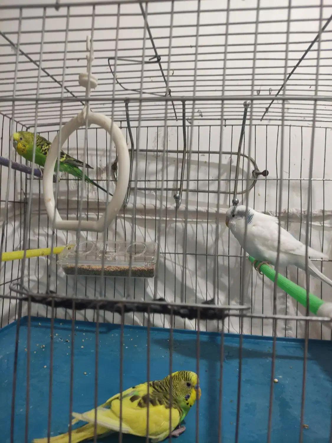 مرغ عشق|پرنده|ارومیه, |دیوار