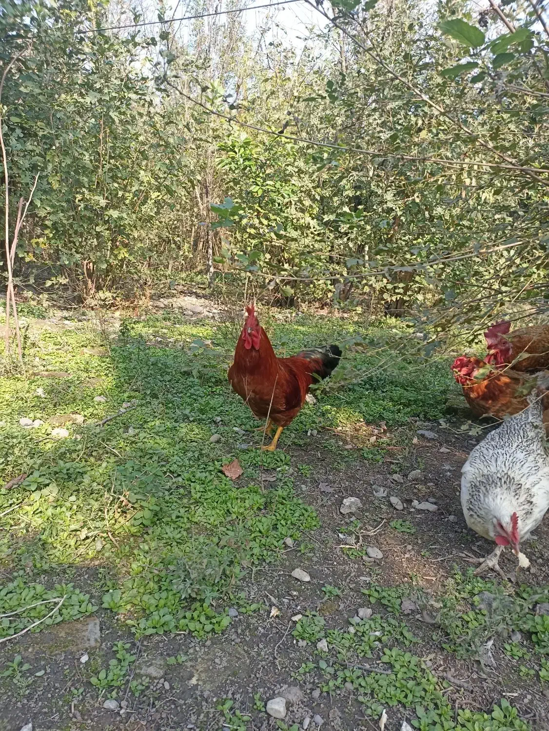 خروس محلی|حیوانات مزرعه|فومن, |دیوار