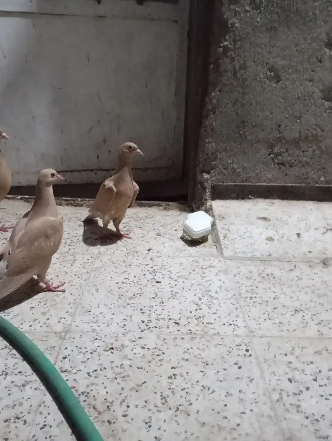 جوجه زرد کرمونی|پرنده|مشهد, شهید قربانی|دیوار