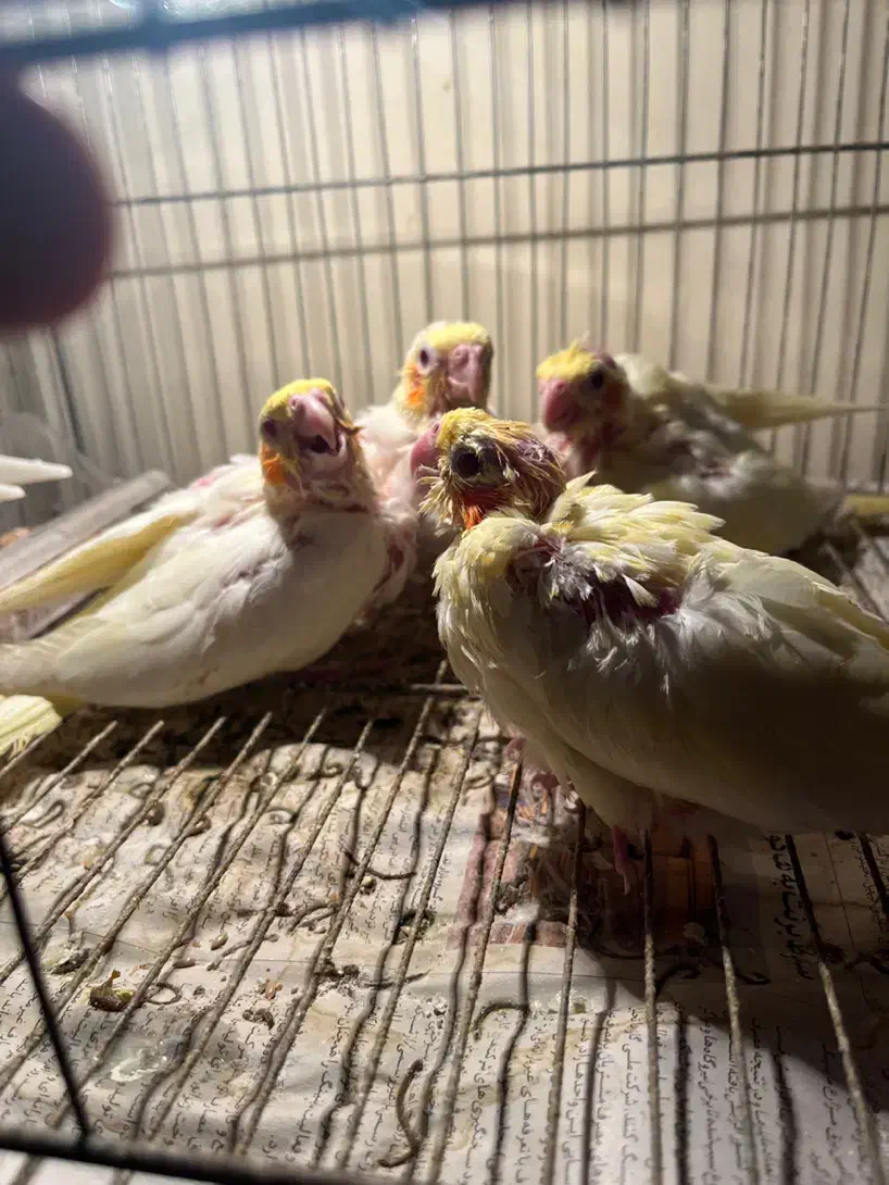 طوطی عروس سرلاکی|پرنده|بابل, |دیوار