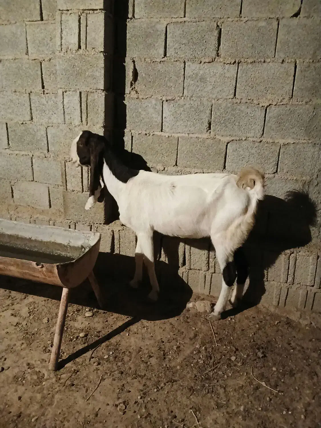 بز افغانی گناوه|حیوانات مزرعه|بندر گناوه, |دیوار