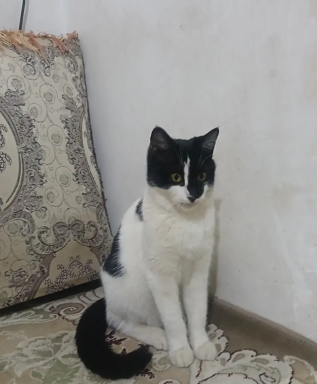 واگذاری دو گربه|گربه|اهر, |دیوار