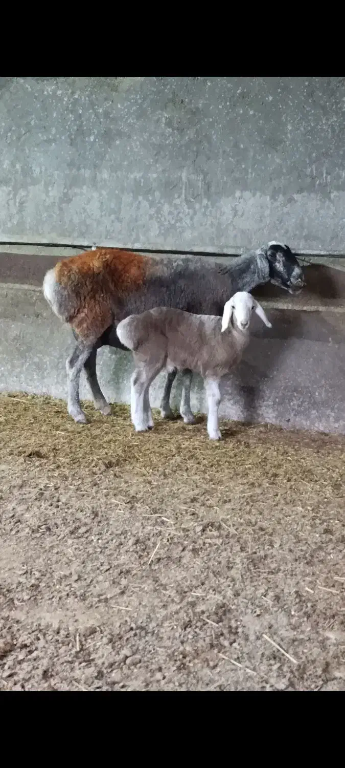 یک راس میش چینی عربی جوون بره دار|حیوانات مزرعه|تربت جام, جامرود|دیوار