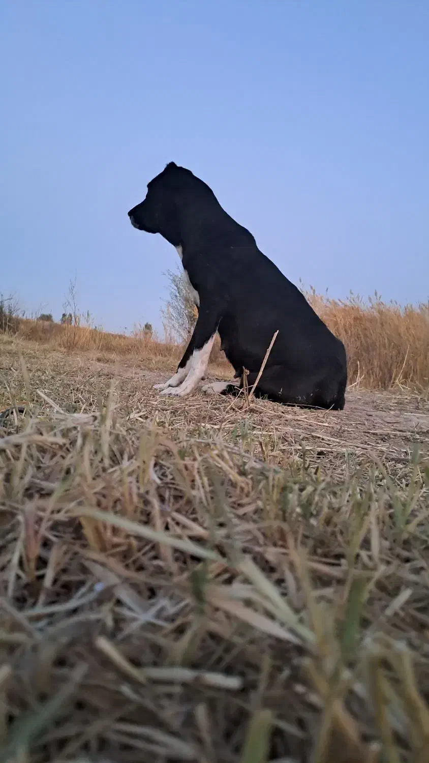 سگ گله تزمینی ماده|سگ|اهر, |دیوار