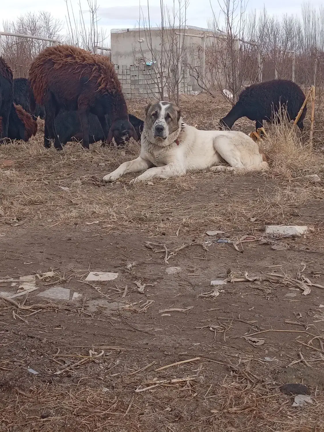 سگ گله فروشی|سگ|ملکان, |دیوار