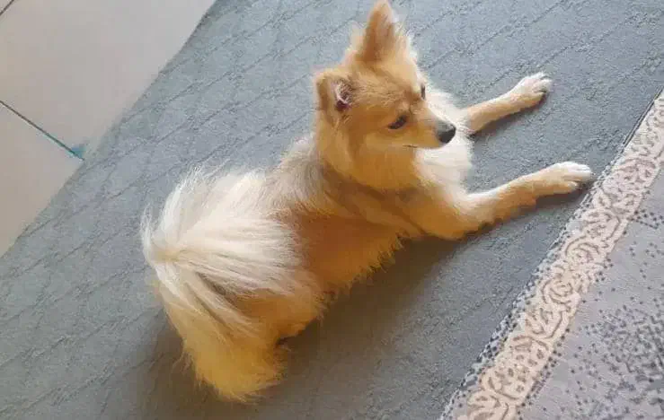 حیوان خانگی پیدا شوده|حیوانات|داراب, |دیوار