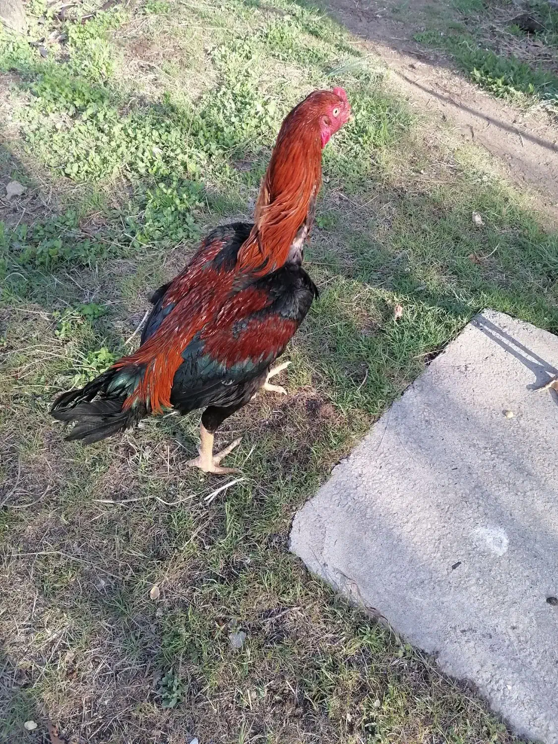 خروس لاری|حیوانات مزرعه|مرند, |دیوار