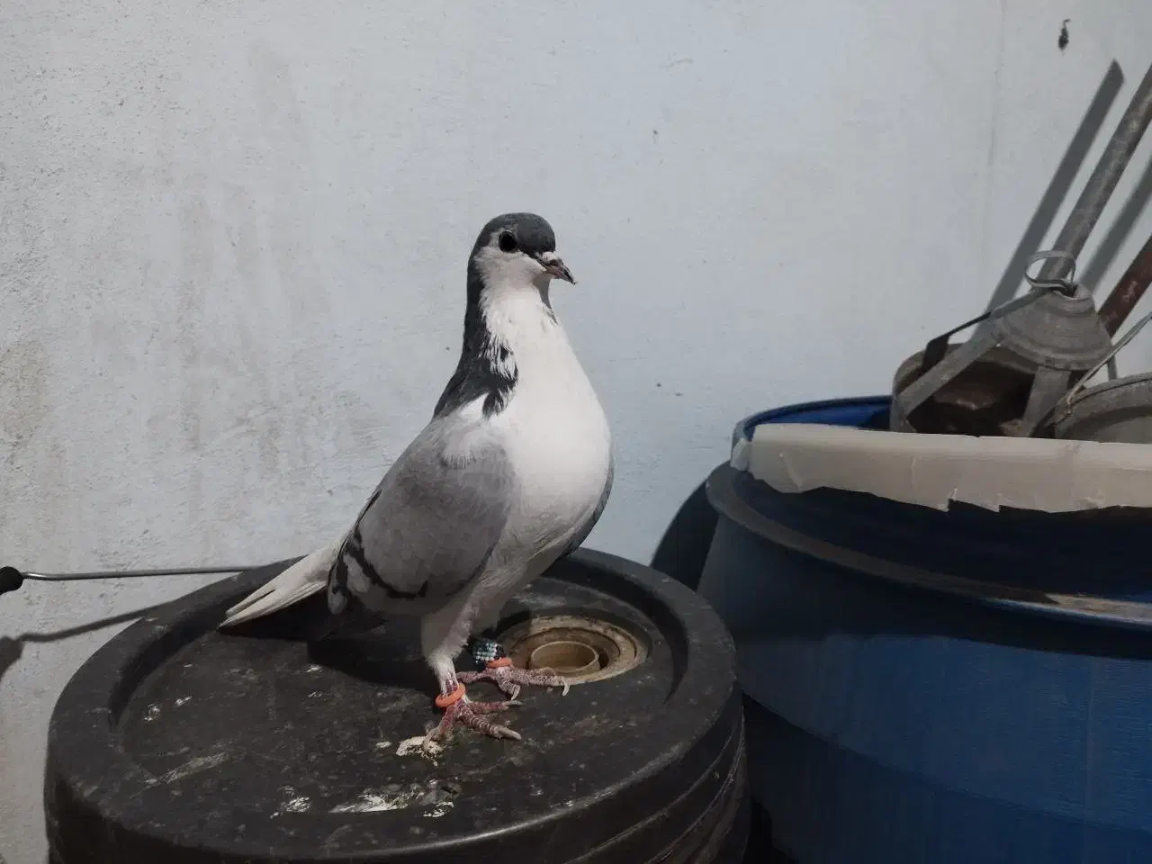 کفتر پرشی|پرنده|مشهد, شهرک رازی (شهرک غرب)|دیوار