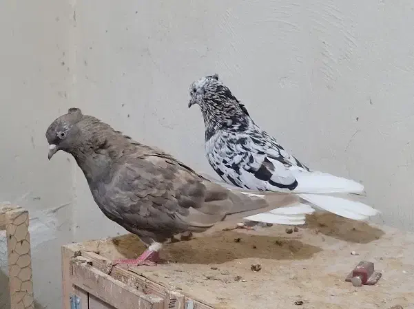 چند جفت دم سفید|پرنده|رامهرمز, |دیوار