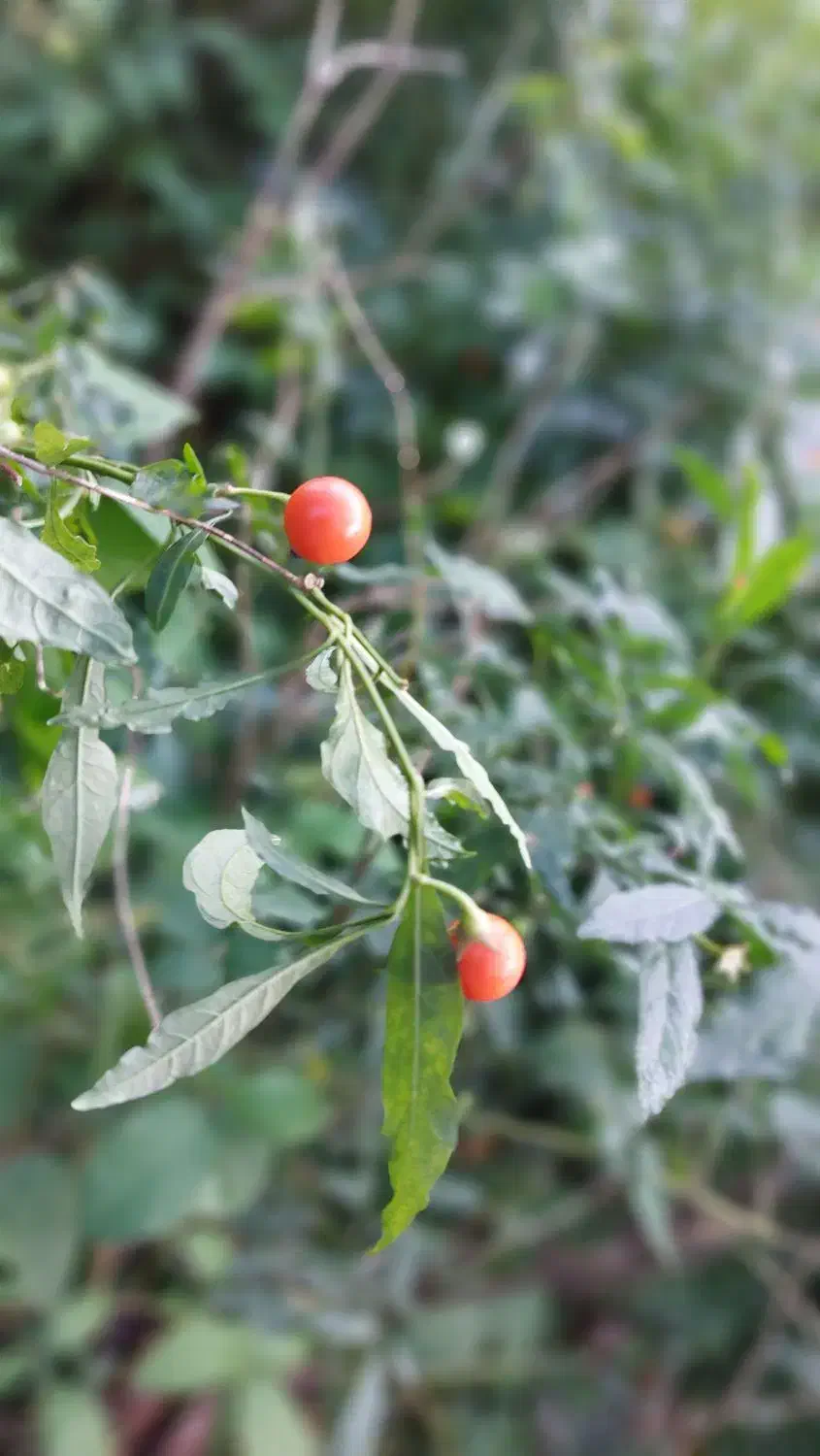 مکان های دیدنی|فعالیت داوطلبانه|سبزوار, قائم|دیوار