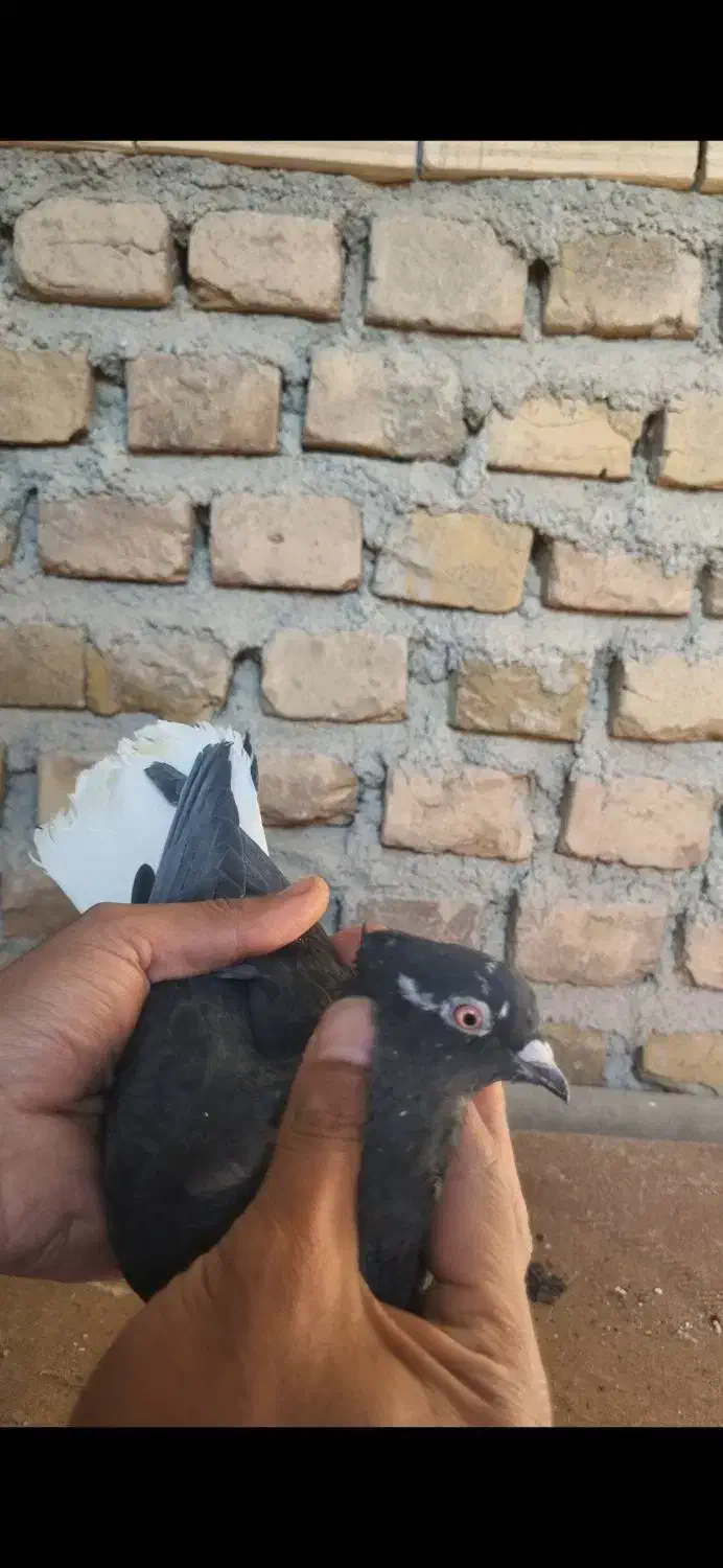 ماده دم سفید کاکلی|پرنده|فردوس (خراسان), |دیوار