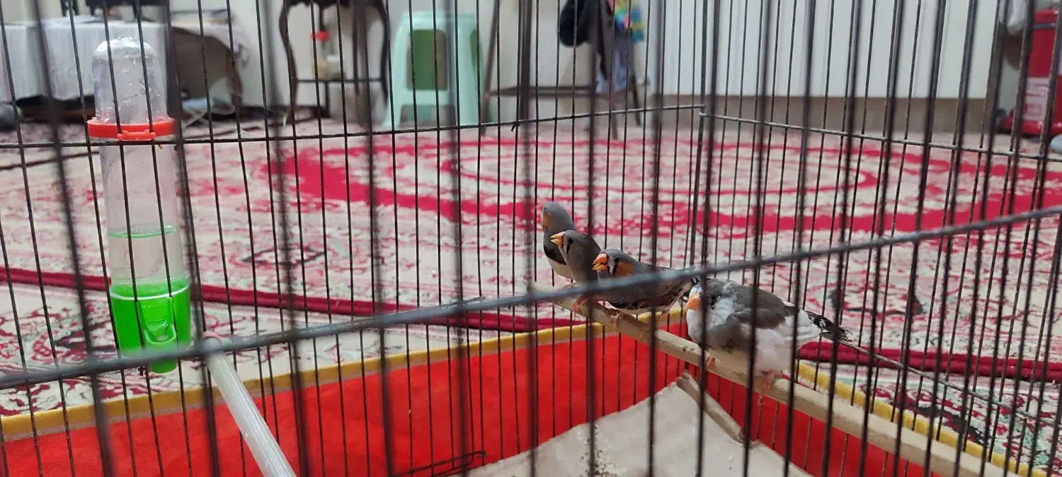 فنچ|پرنده|یزد, |دیوار