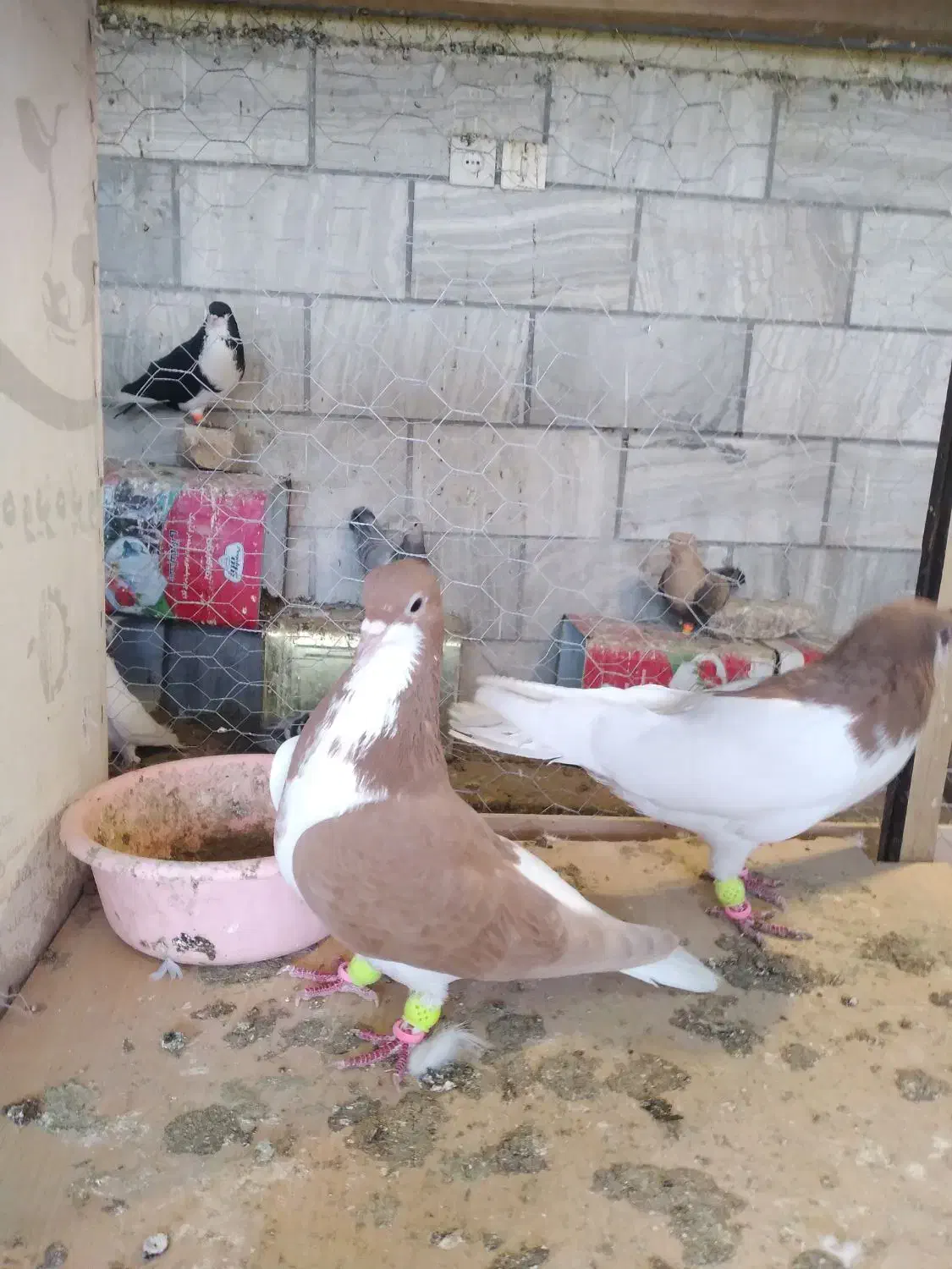 چشتی زرد|پرنده|محمدیه-قزوین, |دیوار