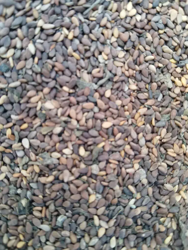 کنجد درجه یک|عمده‌فروشی|حمیدیه, |دیوار