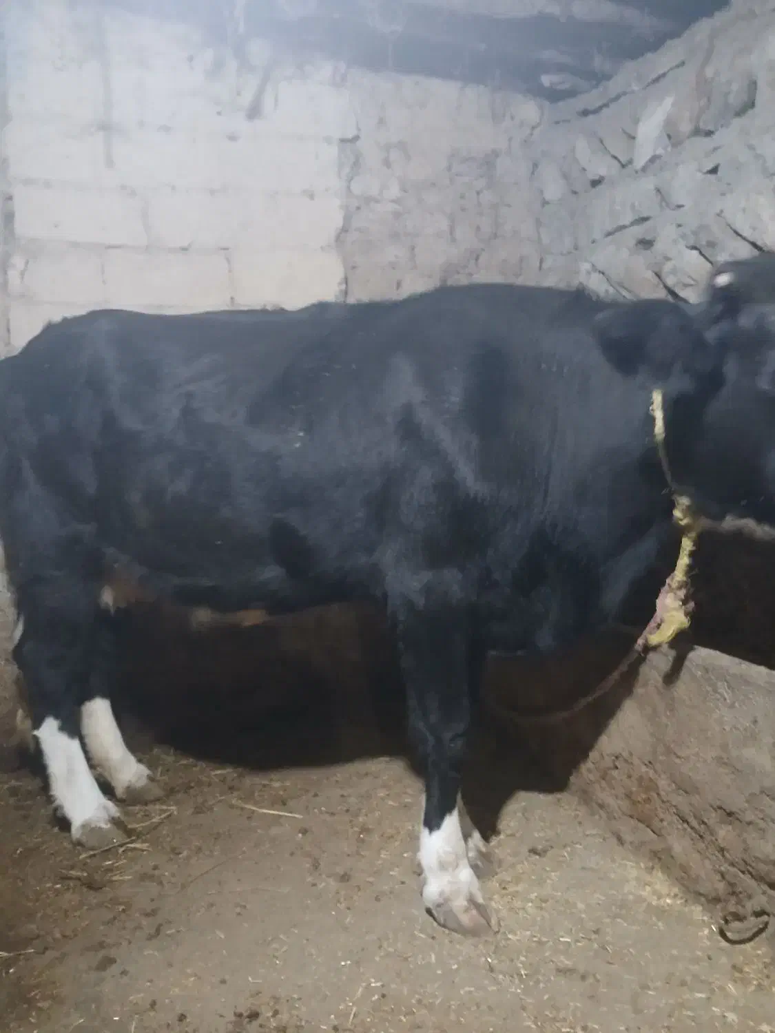 گاو|حیوانات مزرعه|انگوت, |دیوار