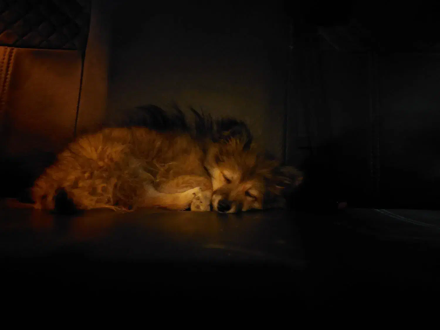 پامرین|سگ|شیروان (خراسان), |دیوار