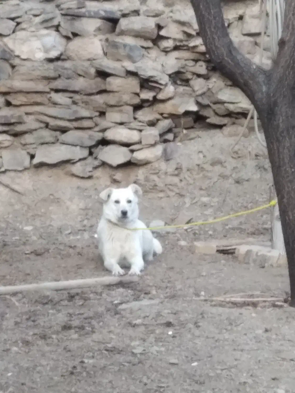 توله سگ|سگ|خوانسار, |دیوار