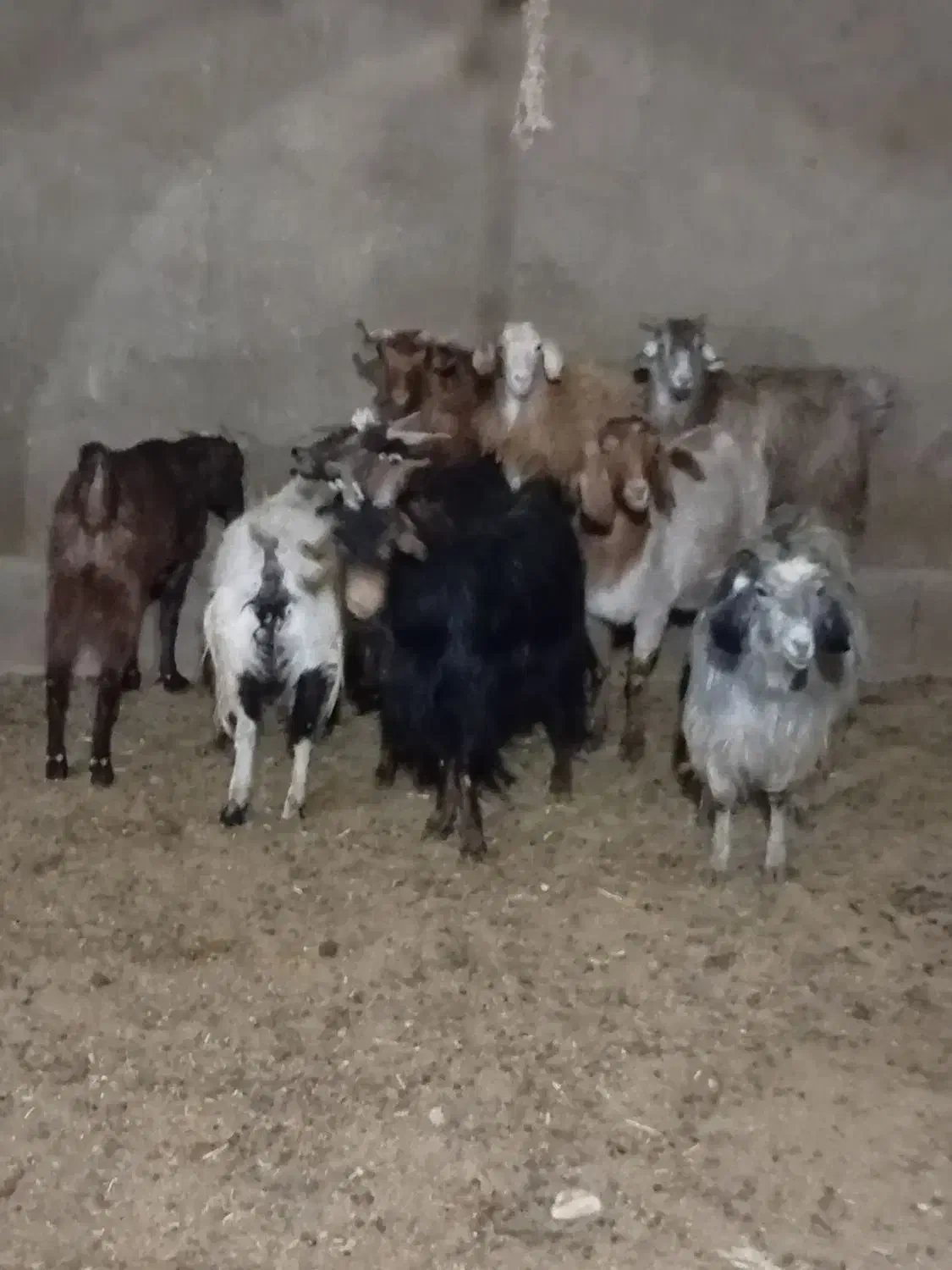 بز و غوریت|حیوانات مزرعه|نیر (یزد), |دیوار