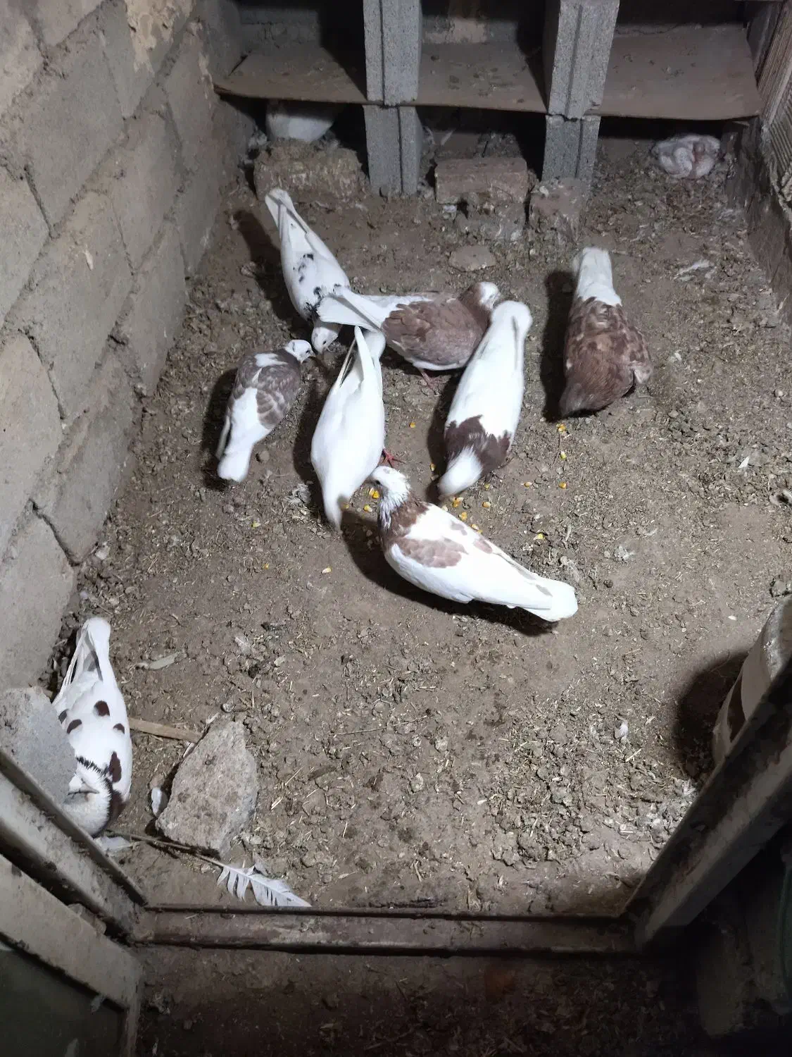 چند عدد کبوتر|پرنده|هشترود, |دیوار