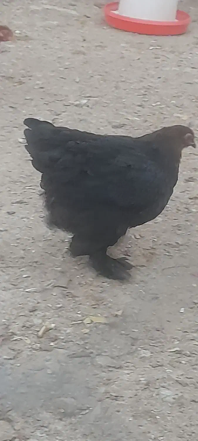 مرغ نژاد دار وتخم گذار|حیوانات مزرعه|هشتگرد, هیو|دیوار